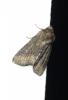 Oligia latruncula